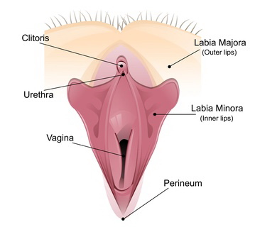 Dessin du clitoris